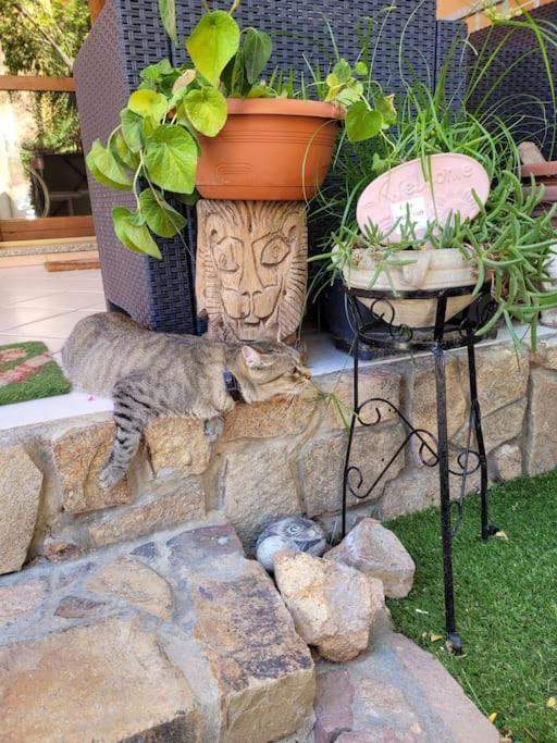 Casa Narciso วิลลัสซีมีอุส ภายนอก รูปภาพ